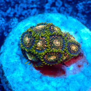 TC Zoanthus Blackberry Voodoo
