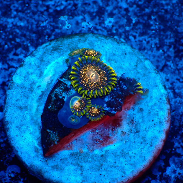 TC Zoanthus Blacberry Voodoo