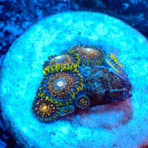 TC Zoanthus Blackberry Voodoo