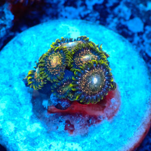 TC Zoanthus Blackberry Voodoo