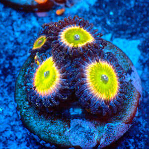 TC Zoanthus Tinkerbell