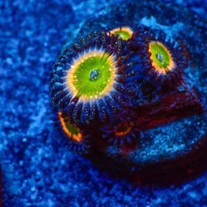TC Zoanthus Tinkerbell