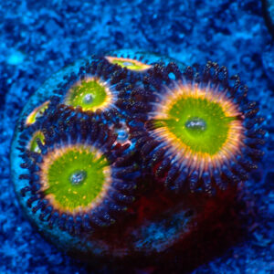 TC Zoanthus Tinkerbell