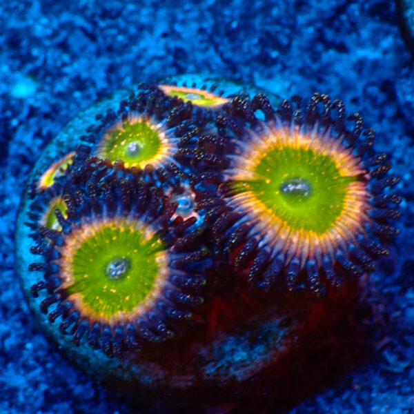 TC Zoanthus Tinkerbell