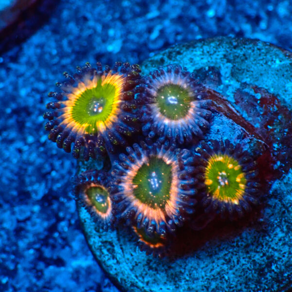 TC Zoanthus Tinkerbell