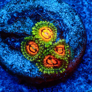 TC Zoanthus Rainbow Incinerator