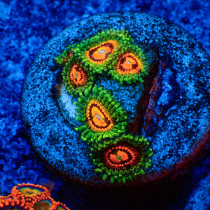 TC Zoanthus Rainbow Incinerator