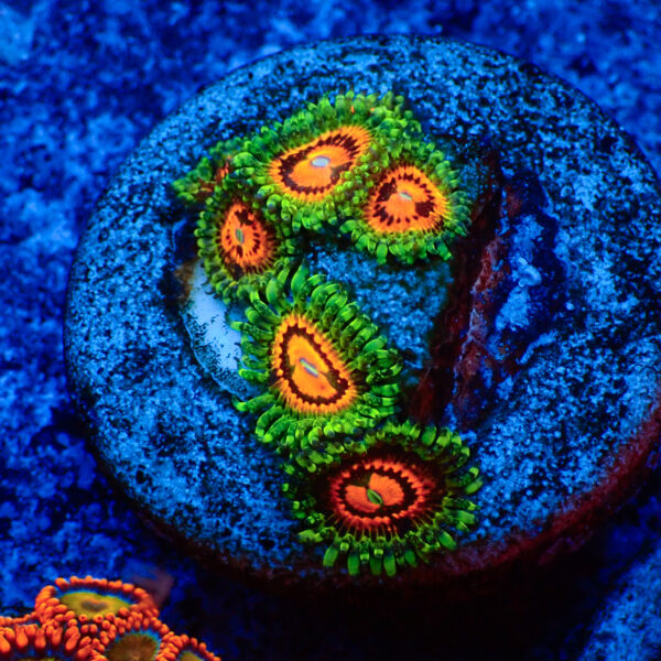 TC Zoanthus Rainbow Incinerator