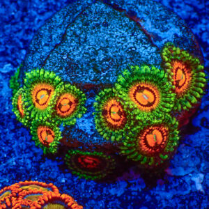 TC Zoanthus Rainbow Incinerator