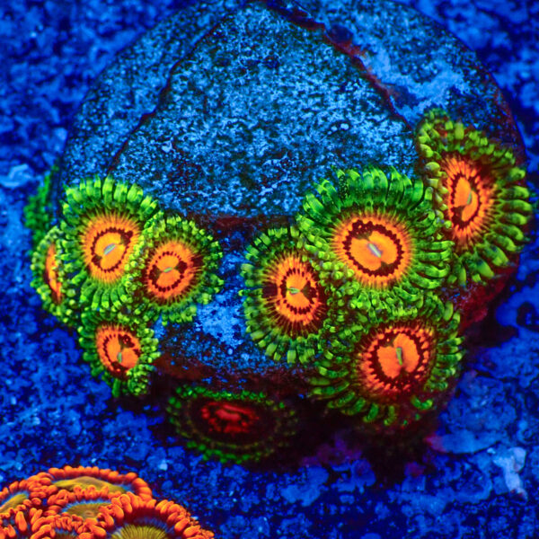 TC Zoanthus Rainbow Incinerator