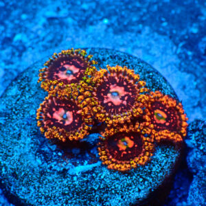 TC Zoanthus Space Chaos