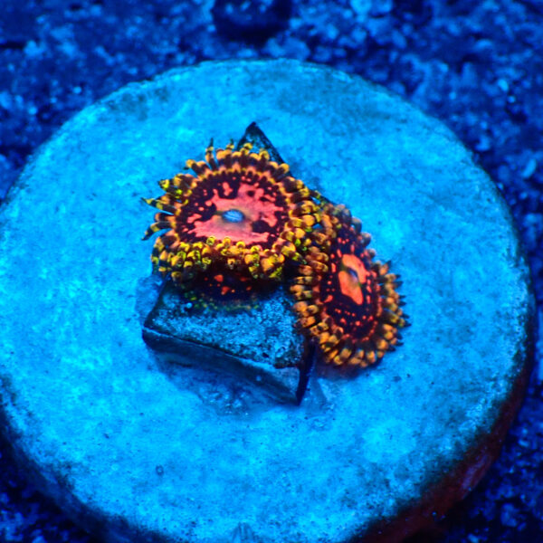 TC Zoanthus Space Chaos
