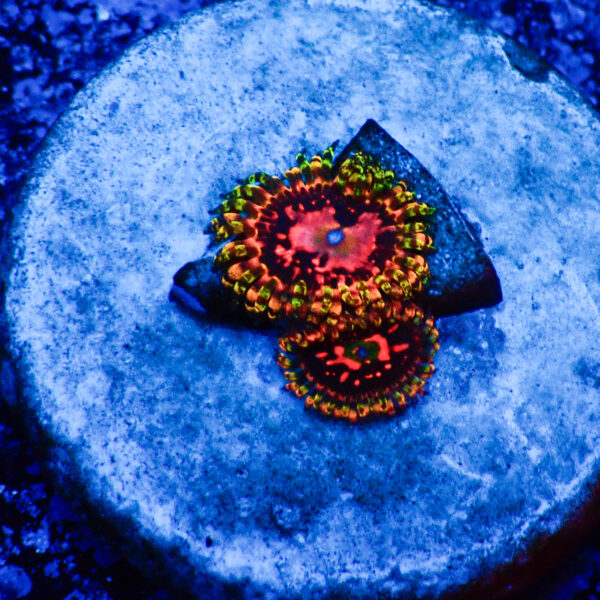 TC Zoanthus Space Chaos