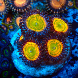 TC Zoanthus Sunny Delight