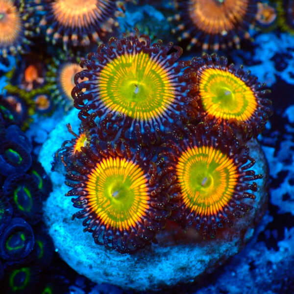 TC Zoanthus Sunny Delight