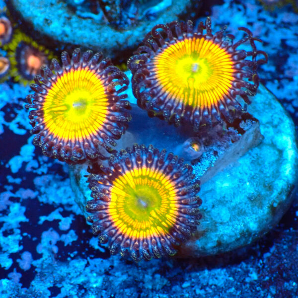 TC Zoanthus Sunny Delight