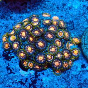 TC Zoanthus 4 Elements