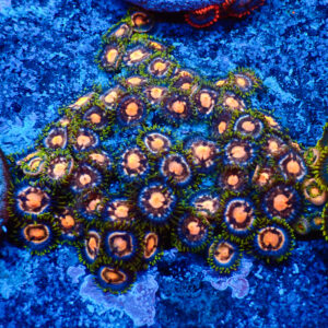 TC Zoanthus 4 Elemments colonia