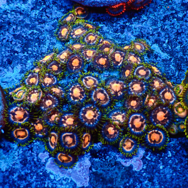 TC Zoanthus 4 Elemments colonia