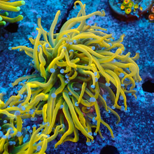 TC Euphyllia Glabrecens Rapunzel