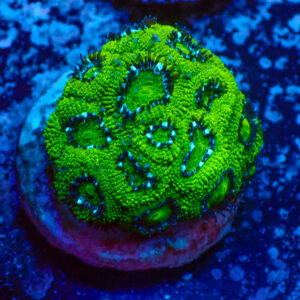 TC Micromussa amakusensis Hulk frag XL