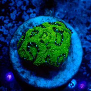 TC Micromussa amakusensis Hulk