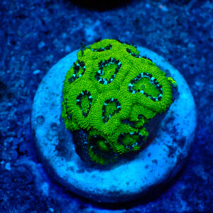 TC Micromussa amakusensis Hulk