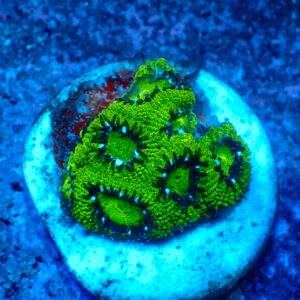 TC Micromussa amakusensis Hulk