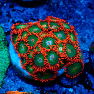 TC Zoanthus Gatorade
