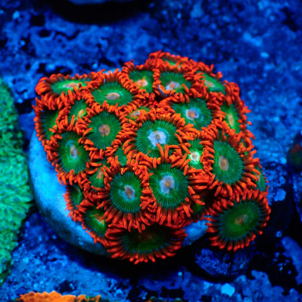 TC Zoanthus Gatorade