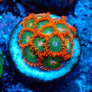 TC Zoanthus Gatorade