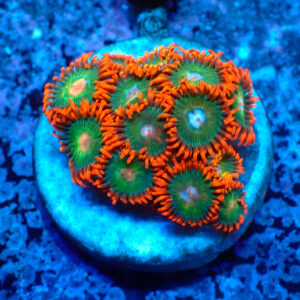 TC Zoanthus Gatorade