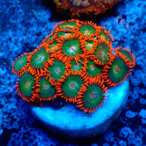 TC Zoanthus Gatorade