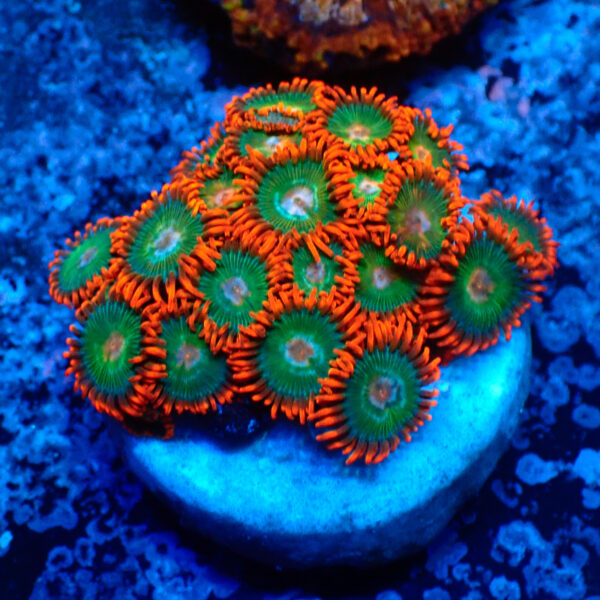 TC Zoanthus Gatorade