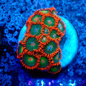 TC Zoanthus Gatorade
