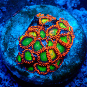 TC Zoanthus Goblins Fire