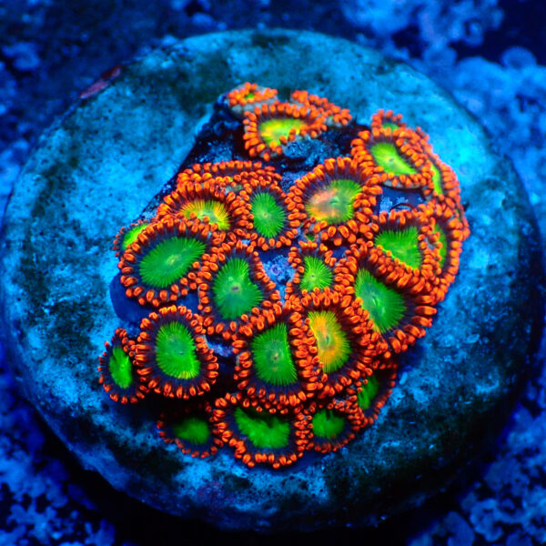 TC Zoanthus Goblins Fire