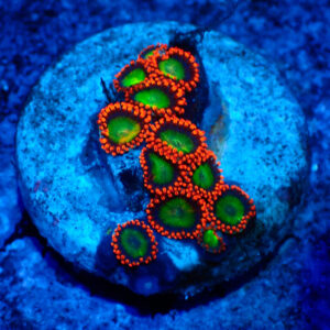 TC Zoanthus Goblins Fire