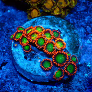 TC Zoanthus Goblins Fire
