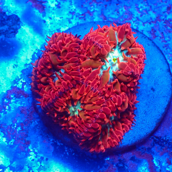 TC Blastomussa Merletti Ultron