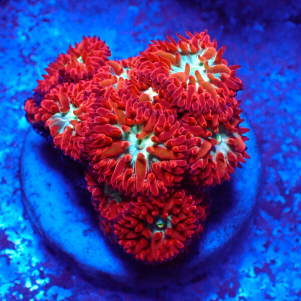 TC Blastomussa Merletti Ultron frag XL