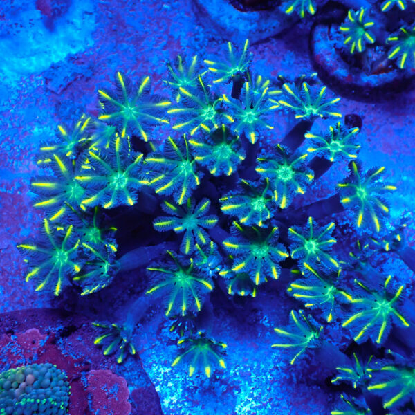TC Clavularia Yellow Colonia