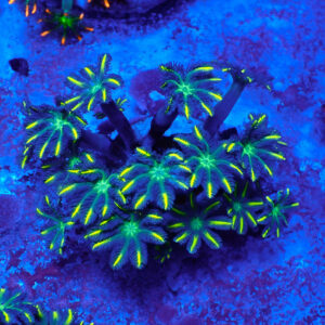 TC Clavularia Yellow frag XL