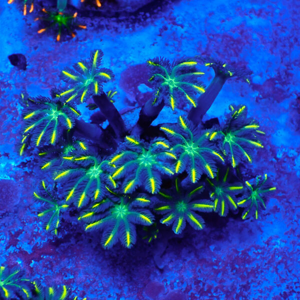 TC Clavularia Yellow frag XL