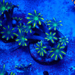 TC Clavularia Yellow