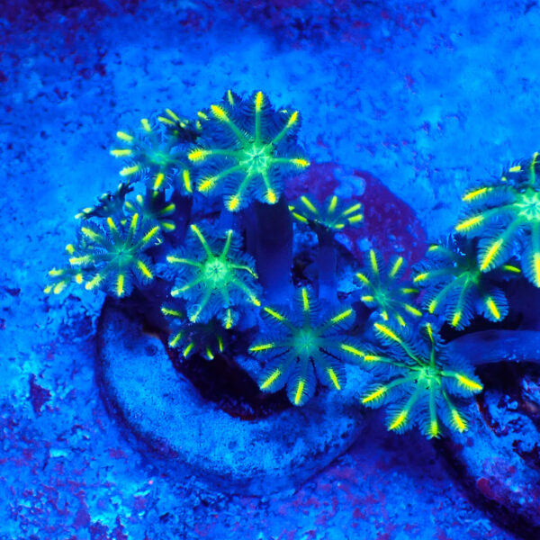 TC Clavularia Yellow