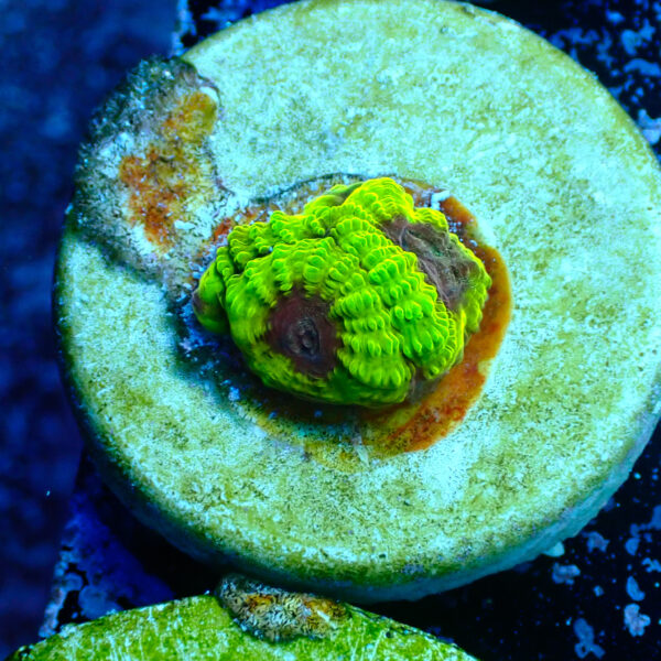 TC Favia Wolverine frag S - Imagen 2