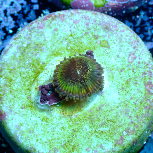TC Zoanthus Speckled Dragon - Imagen 2