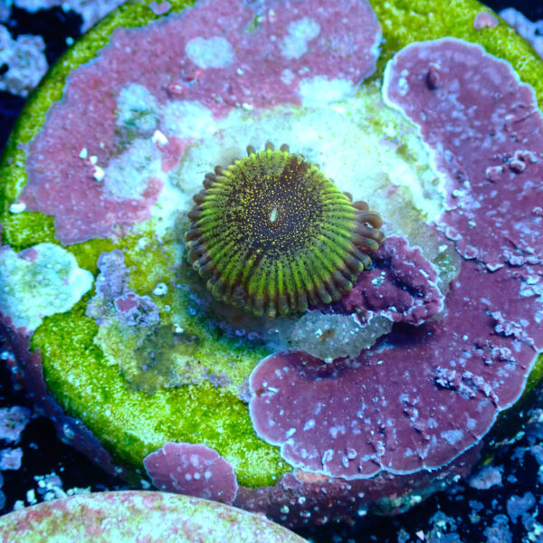 TC Zoanthus Speckled Dragon - Imagen 2