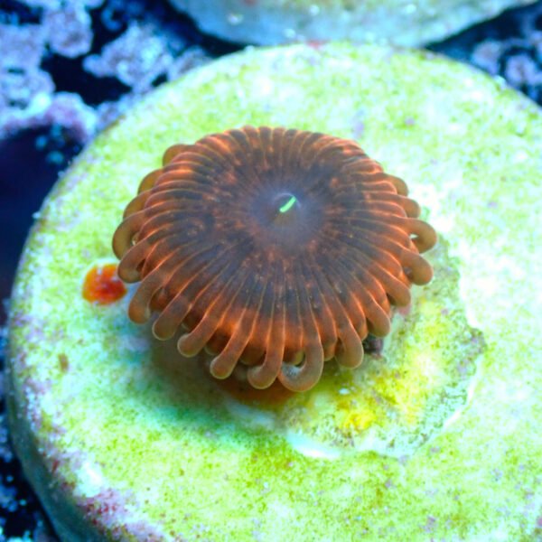 TC Zoanthus X Men - Imagen 2